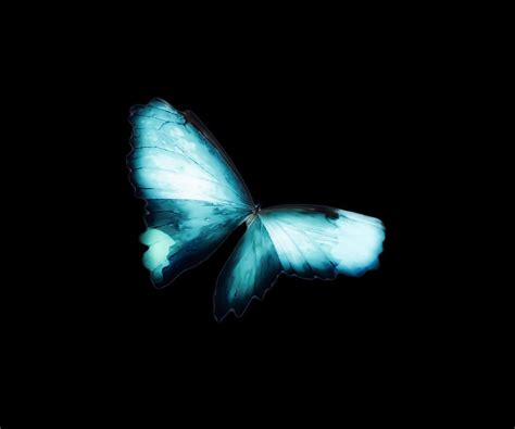 Glowing Soft Butterfly In Teal Blues Photograph By Heather Joyce Morrill