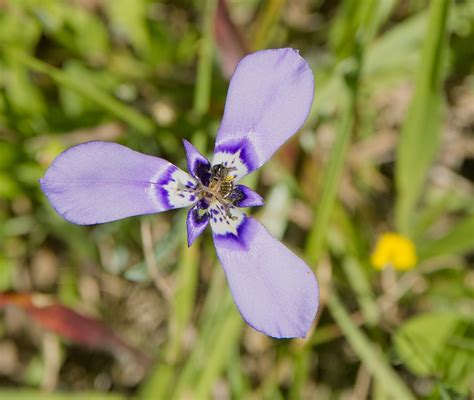 Purple Spring Flower 3 Petals Plus Bug