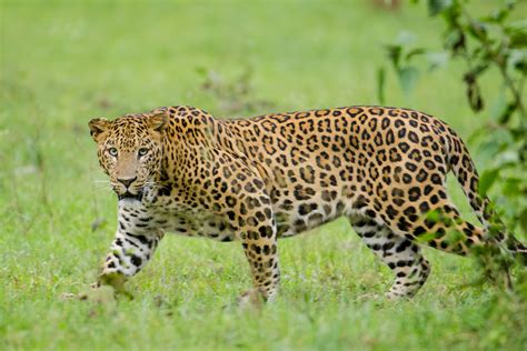 File Nagarhole Kabini Karnataka India Leopard September 2013  Wikimedia Commons
