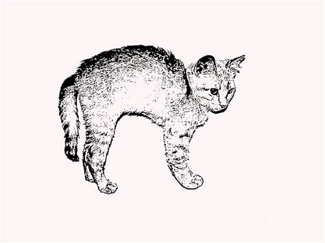 Orange Tabby Cat Drawing At Getdrawings Free Download