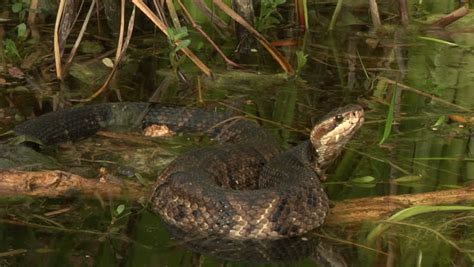 Cottonmouth In Everglades Stock Footage Video 1383598 Shutterstock