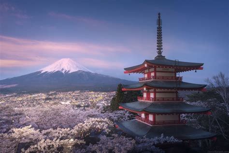 Sunrise Over Fully Blooming Sakura Garden Under Bellow Mt