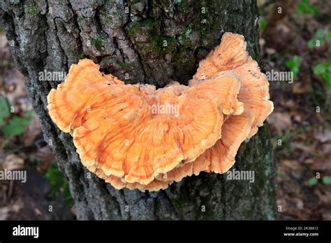 Chicken Of The Woods Mushrooms Laetiporus Sulphureus Growing On