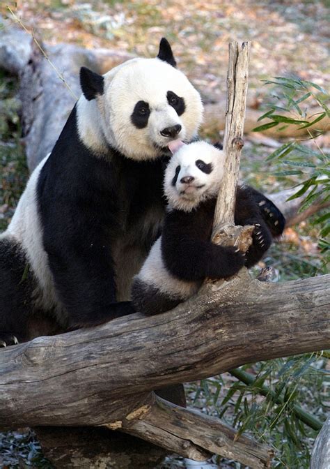Usa Today — The National Zoos Female Giant Panda Has Given