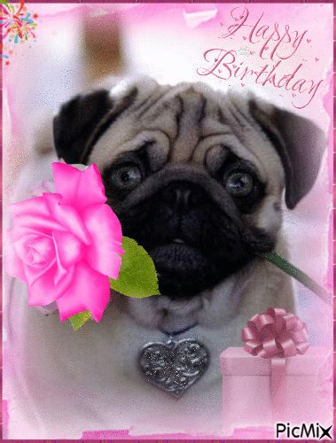Pug Happy Birthday  Pictures Photos And Images For Facebook