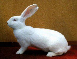 Descărcați imagini uimitoare gratuite despre iepuri. Poze cu iepuri - alege iepurele de Pasti - iepuri frumosi ...