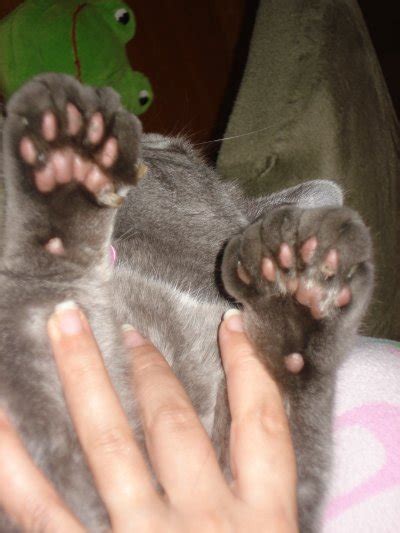 Polydactyl Cats The Big Feet Of The Cat World 2022