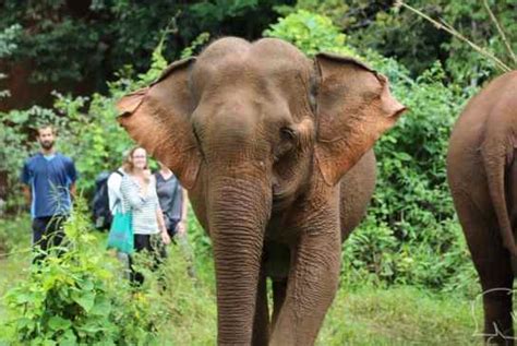 Asian Elephant Conservation Elephant Sanctuaries Globalteer