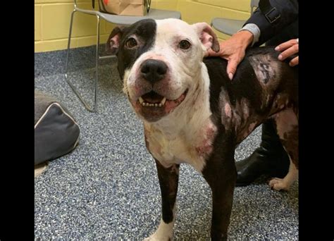 Cops Trying To Find Person Responsible For Injuries To Pit Bull
