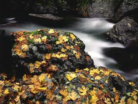 Wallpaper Landscape Leaves Water Rock Nature Stones Moss