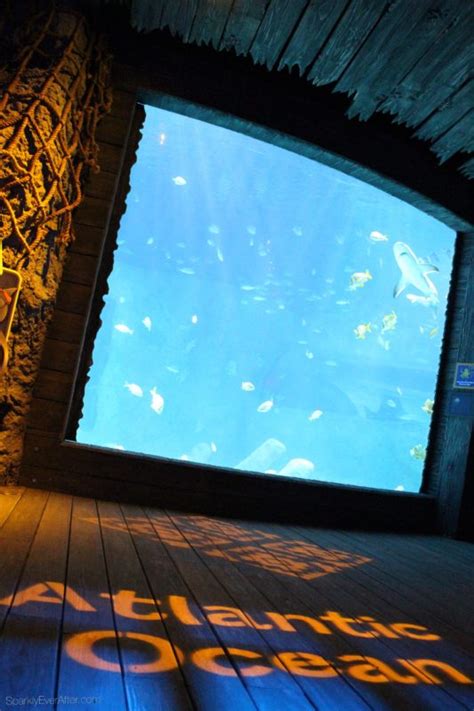 Sea Life Orlando Aquarium Review Sparkly Ever After