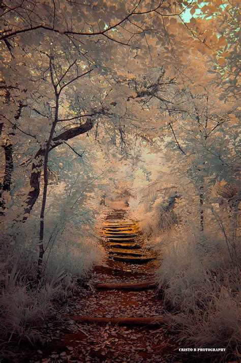 Magic Path Photograph By Cristo Bolanos