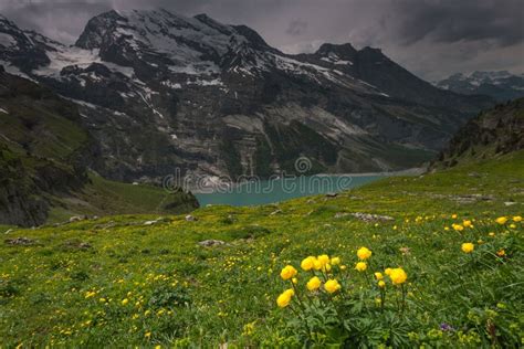 Meadow Flowers Near Lake Oeschinensee Switzerland Stock Photo Image