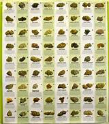 Images of Types Of Marijuana Seeds