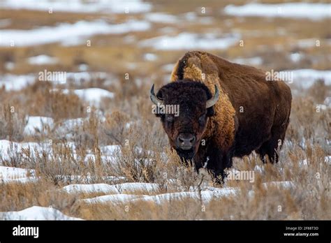 Grasslands National Park Saskatchewan Hi Res Stock Photography And