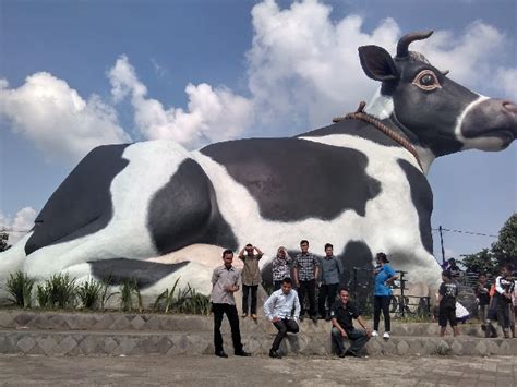 Lembu Suro Inilah Sapi Terbesar Di Dunia Tinggi 11 Meter Rumah Petani