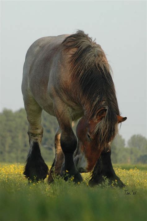 Dutch Draft Horse Jonge Hengst By Ton Van Der Weerden Horses Draft