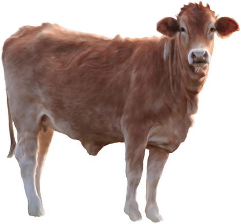 Highland Cow Png Images Transparent Background Png Play