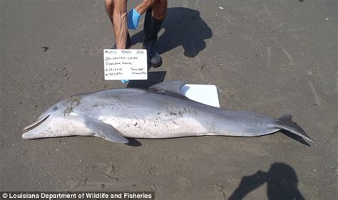 Deepwater Horizon Disaster Caused Mass Dolphin Deaths Daily Mail Online