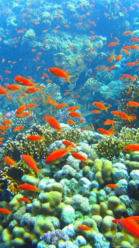 Iphone Coral Reef Underwater Marine Biology Hd Phone Wallpaper Pxfuel