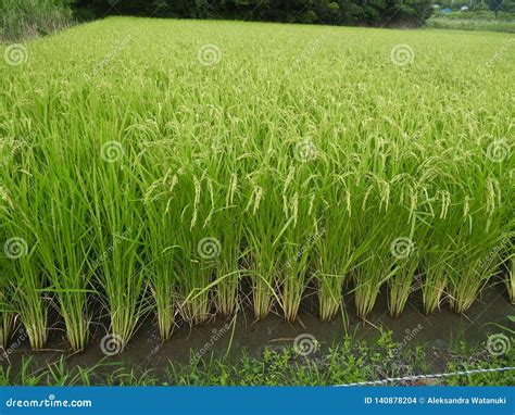 Rice Field In Japan Stock Photo Image Of Agriculture 140878204