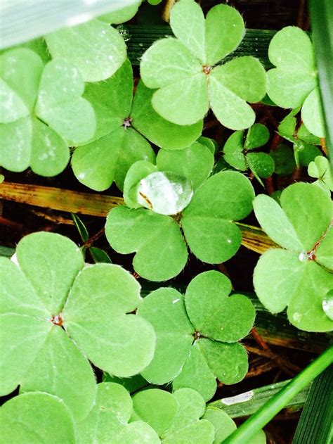 Water Droplets Photo Green Clover Nature Types Of