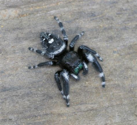Spider identification australian reptile park. What spider is black with white spots on back legs ...