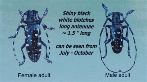 Officials Want Mainers To Be On The Lookout For This Invasive Beetle Wgme