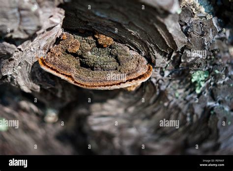 Closeup Of Stem Decay Fungus Fomitopsis Pinicola Or Red Belt Conk On A Pine Tree Bark With