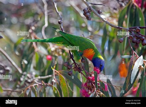Rainbow Lorikeet Feeding On Blossoms In Tree In Queensland Australia
