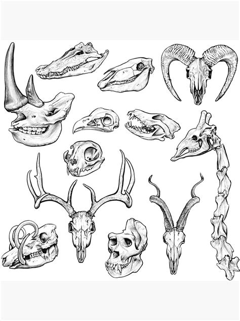 Animal Skeleton Art Drawing Cori Berry