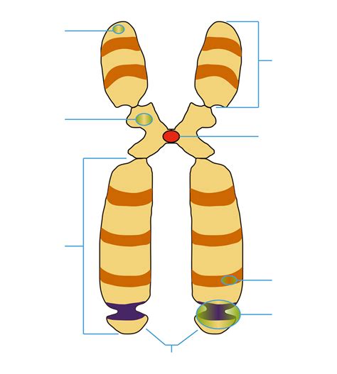 Cromosomas Dibujo