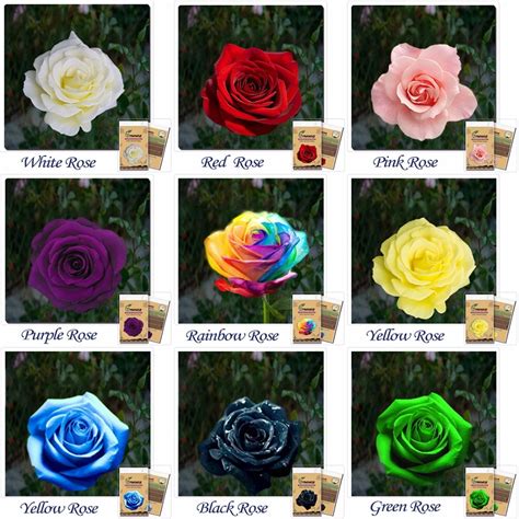 Feb 04, 2021 · most crocus flowers are purple but you can buy yellow and white varieties, too. 9 rose seed combination of different colors Rare Holland ...