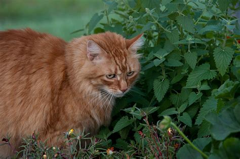 Cats are serious snackers, especially on green stringy things (yarn, twist ties, houseplants). Herbs for a Cat Garden - Advice From The Herb Lady