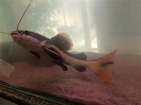 For Sale Red Tail Catfish And Hi Fin Pangasius Tropical Aquariums Sa