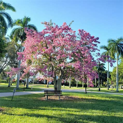Instagramda Aaron Apsley Ceiba Speciosa Silk Floss Trees Are In