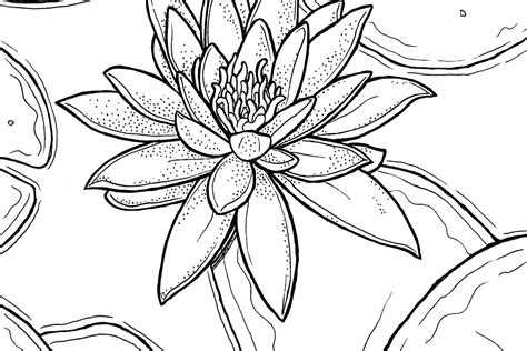 Choose from 460+ water lily graphic resources and download in the related searches:water water splash water glass water bottle water bubbles water drops water color lilies waters. Lily Water Coloring Pages Coloring Pages