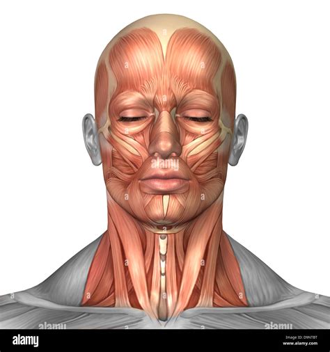 Anatomy Of Human Face And Neck Muscles Front View Stock Photo Alamy