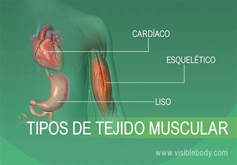 Reseña General Sobre Los Músculos Aprenda Anatomía Muscular