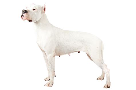 Argentine Dogo Dog Breed Information Images Characteristics Health