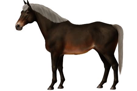 horse breeds  kirgiz horse world