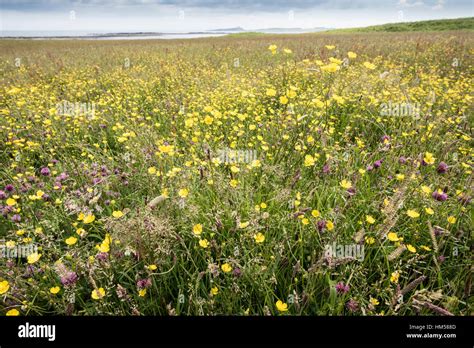 Traditional Hay Meadow Hi Res Stock Photography And Images Alamy