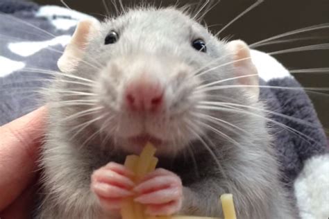 This Baby Rat Eating Spaghetti Is Too Damn Cute