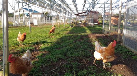 Solar Sharing Solar Panels Chickens And Goats In Tsukuba Japan