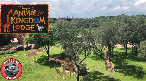 Our First Stay At Disneys Animal Kingdom Lodge Jambo House Room Tour
