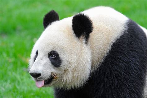 Giant Panda Bear Sticking Out Tongue Stock Image Image Of Asia Panda