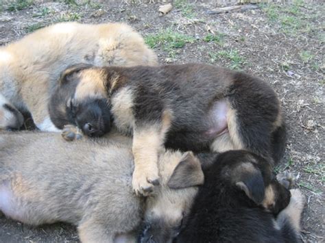 Leave a comment for them! WARNING! Adorable German Shepherd Puppy Pile Ahead!