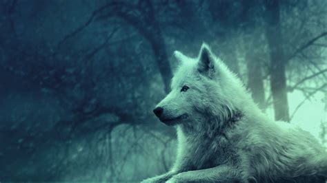 2048x1152 Wallpaper Wolf Light Forest Wild Calm Peace Wolf