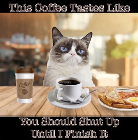 Grumpy Cat Coffee Memes Grumpy Cat Humor Coffee Humor Grumpy Cat