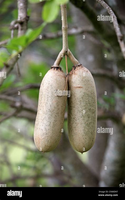 Fruits Of Sausage Tree Bignoniaceae Hi Res Stock Photography And Images